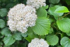 Attēlu rezultāti vaicājumam “Adoxaceae”