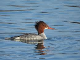 Attēlu rezultāti vaicājumam “Mergus merganser female”