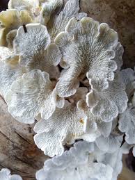 Attēlu rezultāti vaicājumam “Plicaturopsis crispa”