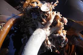 Attēlu rezultāti vaicājumam “Lophozia laxa macro”