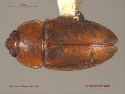 Attēlu rezultāti vaicājumam “Epuraea sp.”