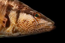 Image result for Serranus scriba