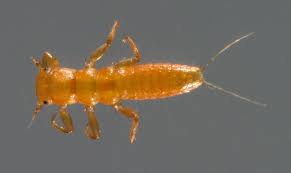 Attēlu rezultāti vaicājumam “Meloe sp. larva”