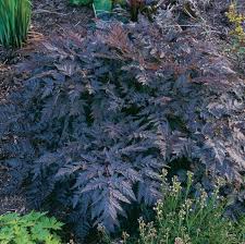 Attēlu rezultāti vaicājumam “Anthriscus sylvestris leaf”