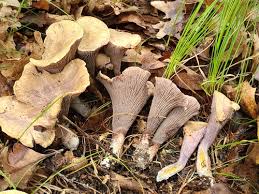 Attēlu rezultāti vaicājumam “Gomphus clavatus”