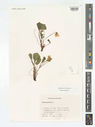 Attēlu rezultāti vaicājumam “Viola mirabilis”