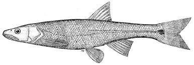 Image result for Ptychocheilus grandis