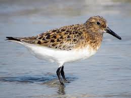 Attēlu rezultāti vaicājumam “Calidris”