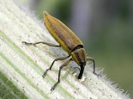 Attēlu rezultāti vaicājumam “Lixus iridis”