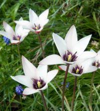 Attēlu rezultāti vaicājumam “Betula humilis female flower”