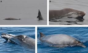 Image result for Mesoplodon bidens