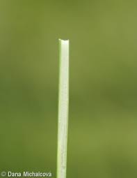 Attēlu rezultāti vaicājumam “Juncus conglomeratus fruit”