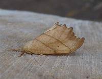 Attēlu rezultāti vaicājumam “Falcaria lacertinaria”