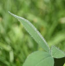 Attēlu rezultāti vaicājumam “Trifolium alpestre leaf”