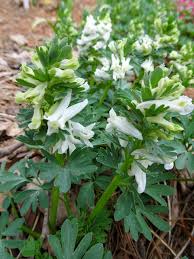 Attēlu rezultāti vaicājumam “Corydalis solida leaf”