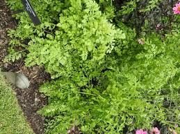 Attēlu rezultāti vaicājumam “Daucus carota subsp. carota leaf”