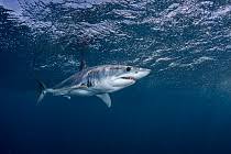 Image result for Isurus oxyrinchus