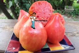 Afbeeldingsresultaat voor erdie family oxheart tomato