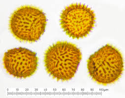 Attēlu rezultāti vaicājumam “Fossombronia wondraczekii”
