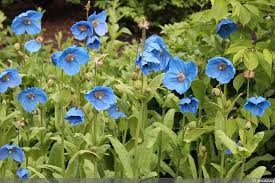 Image result for Scheinmohn