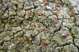 Attēlu rezultāti vaicājumam “Bacidia rubella”