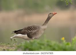 Attēlu rezultāti vaicājumam “Anser anser adult”