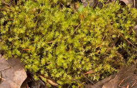 Attēlu rezultāti vaicājumam “Calliergon cordifolium”