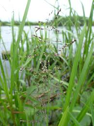 Image result for rosa aquatica