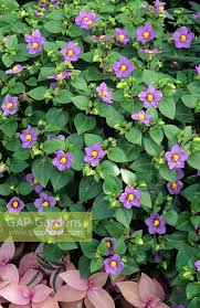 Image result for Exacum affine