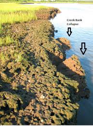 Attēlu rezultāti vaicājumam “Cribraria martinii stalked”