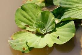 Attēlu rezultāti vaicājumam “Pistia stratiotes”