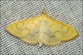 Attēlu rezultāti vaicājumam “Paratalanta hyalinalis”