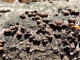 Attēlu rezultāti vaicājumam “Hypoxylon fragiforme / howeianum”