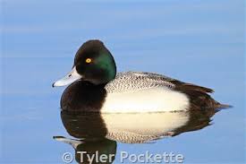 Image result for Aythya affinis