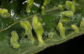 Attēlu rezultāti vaicājumam “Acalitus longisetosus”