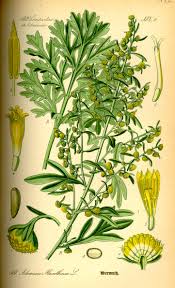 Image result for Artemisia absinthium