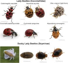 Attēlu rezultāti vaicājumam “Coccinellidae”