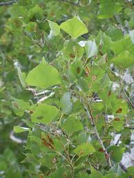 Attēlu rezultāti vaicājumam “Populus x canadensis leaf”
