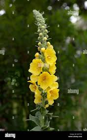 Image result for Verbascum densiflorum