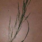 Attēlu rezultāti vaicājumam “Poa nemoralis fruit”