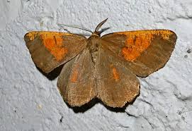 Attēlu rezultāti vaicājumam “Angerona prunaria”