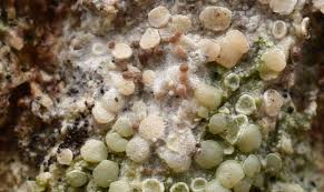 Attēlu rezultāti vaicājumam “Athelia arachnoidea”