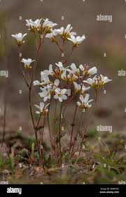 Attēlu rezultāti vaicājumam “Saxifraga granulata flower”