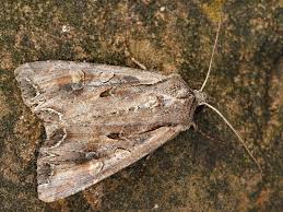 Attēlu rezultāti vaicājumam “Lacanobia suasa”