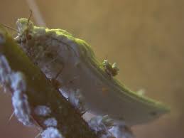 Attēlu rezultāti vaicājumam “Orthezia urticae”