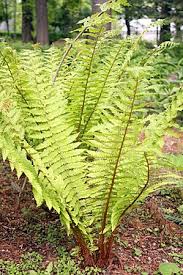 Attēlu rezultāti vaicājumam “Dryopteris”