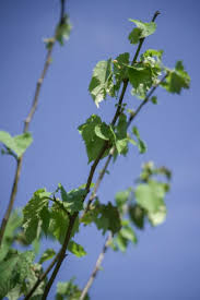 Attēlu rezultāti vaicājumam “Tilia x moltkei”