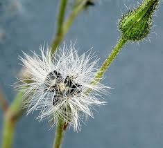 Attēlu rezultāti vaicājumam “Pilosella officinarum bud”