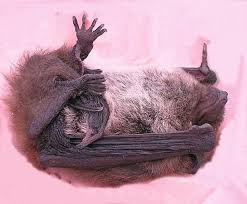 Attēlu rezultāti vaicājumam “Pipistrellus nathusii”