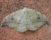 Attēlu rezultāti vaicājumam “Drepana falcataria”